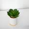 6'' Succulent Artificial Plant in White Ceramic Planter